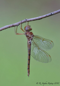 Neurocordulia alabamensis, female